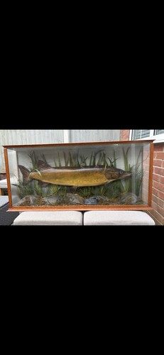 Pike fish taxidermy display - taxidermy,