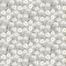 Cluster of White Daisies on