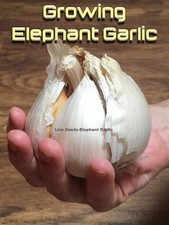 12x Jumbo Elephant Garlic