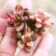 Pachyphytum Pink Valentine