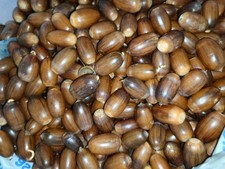 1.9kg Of Large Juicy Acorns From The Cotswolds UK 250-300 acorns