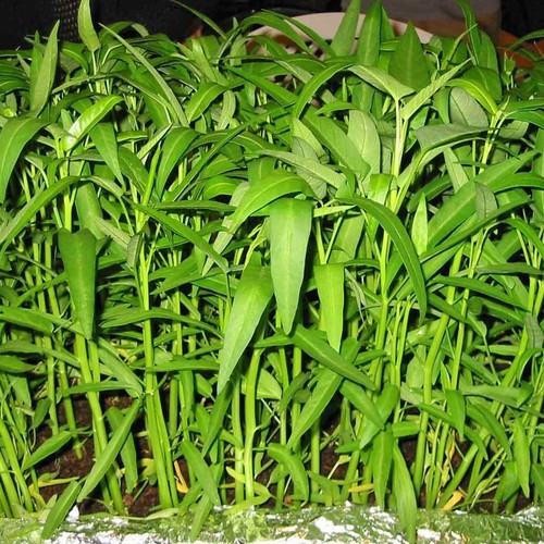 Kang kong water - kang, spinach