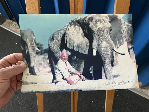 David shepherd signed - david,