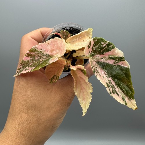 Begonia ginny galaxy pink 1 - pink, #1