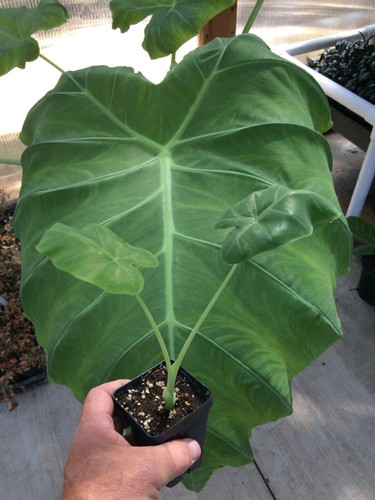 Colocasia thai giant - 'thai, giant'