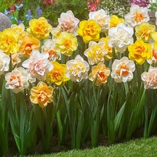 Mixed Double Narcissus Daffodil Bulbs - Perfect For Naturalizing