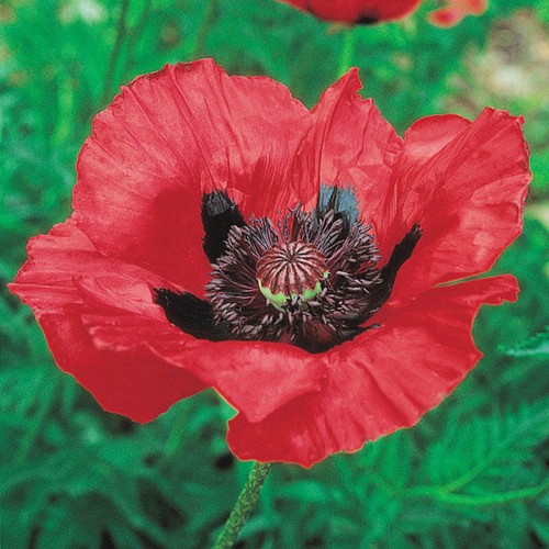Oriental poppy beuty of - 6,