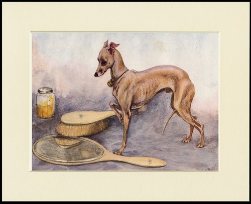 Italian greyhound dog - greyhound,