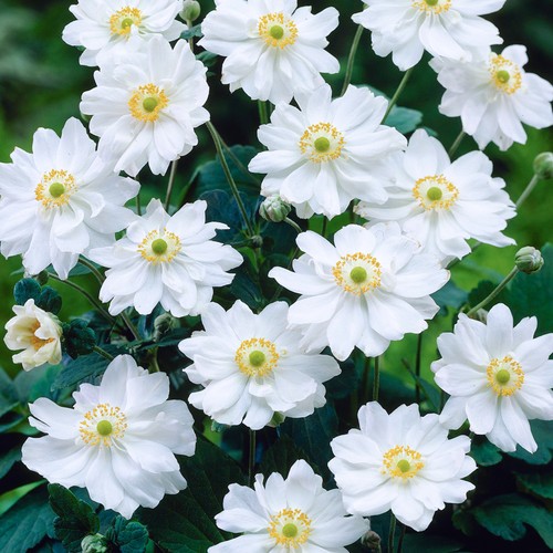 Anemone whirlwind windflower - whirlwind,