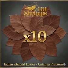 10x Medium Indian Almond