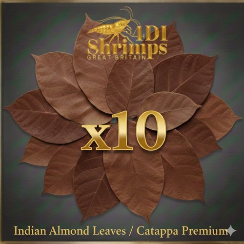10x medium indian almond - 10x,