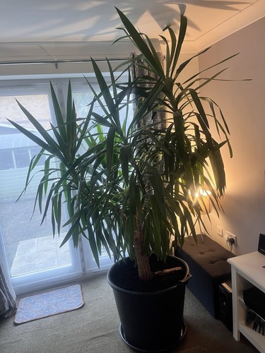 Large mature yucca plant - yucca, –