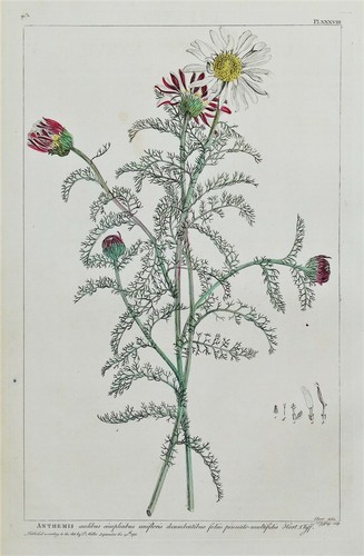 Antique botanical print - antique,