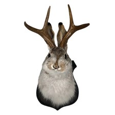 Animal Wall Sculpture –