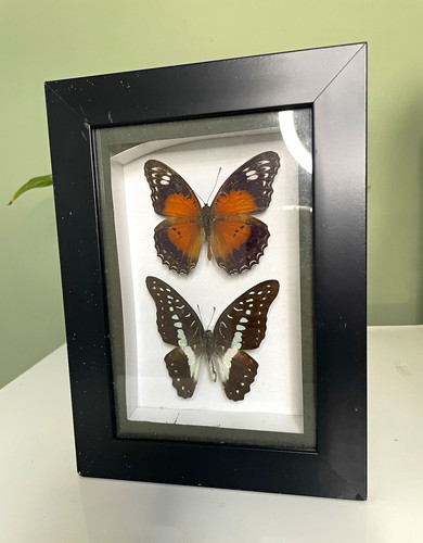 Framed mounted butterfly - framed,