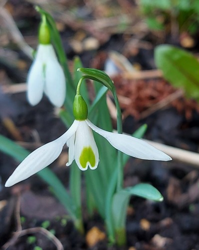Galanthus winifrede mathias - galanthus,