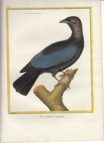 Hand colored martinet - hand,