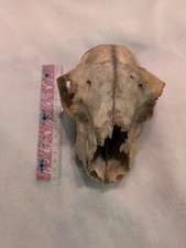 Real Ewe Sheep Skull Noes