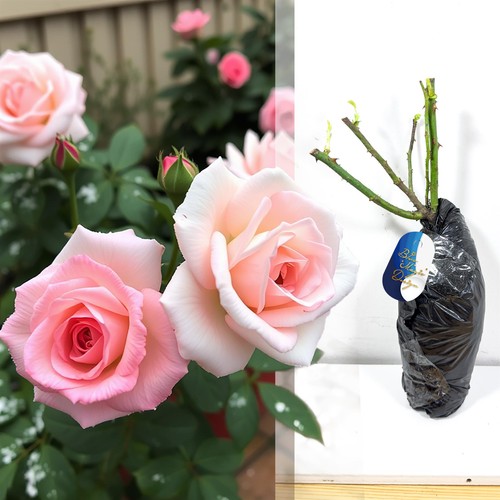 Fragrant climbing bush rose - fragrant,