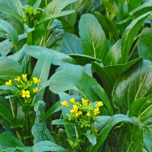Choy sum fuubi 1000 seeds - sum,
