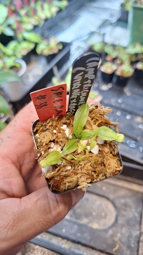 Nepenthes ampullaria tricolor - (ampullaria,