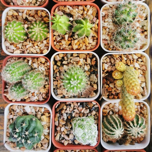 Cactus crown mix house - mix, plant