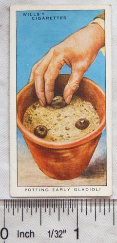 1938 wills garden - no., 25