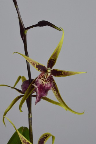 Summer dream surprise brassia - summer,