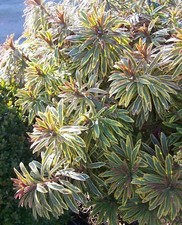 Euphorbia Ascot Rainbow