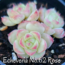 Echeveria No.62 Rose  rare