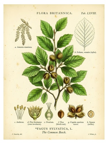 Common beech botanical - common,