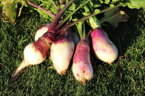 Turnip samson brassica rapa - -,