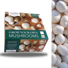 Mushroom Growing Kit White - Carbeth Plants Grow Your Own Button Mushrooms Box