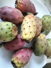5 FRESH  PRICKLY PEAR  - OPUNTIA FICUS INDICA