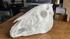 Horse skull - Choose your size