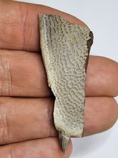 Turtle Shell Fossil. Hell