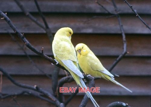 Photo budgies these are a - photo,