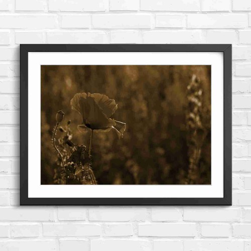 Vibrant red poppy with - vibrant,