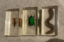 National Geographic Real Life Bugs In Resin x3 bundle -   insects