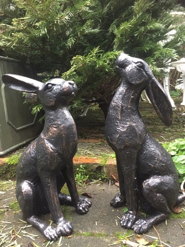 Alert hare moon - +,