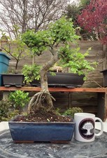Large chinese elm bonsai tree