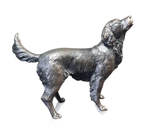 Bronze springer spaniel dog - spaniel,