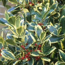 Ilex altaclerensis 'Golden King' Evergreen Hardy Holly Hedge Shrub Plant in Pot