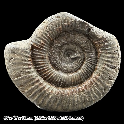 Dactylioceras ammonite fossil - dactylioceras,