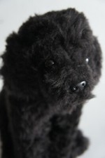 Black Labradoodle 