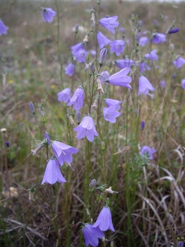 Perennial wildflower - 6,