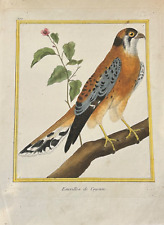BIRDS OF PREY Emérillon de Cayenne - Buffon & Martinet - 1770 VINTAGE COLORS