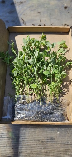 Sweet pea plants - sweet,