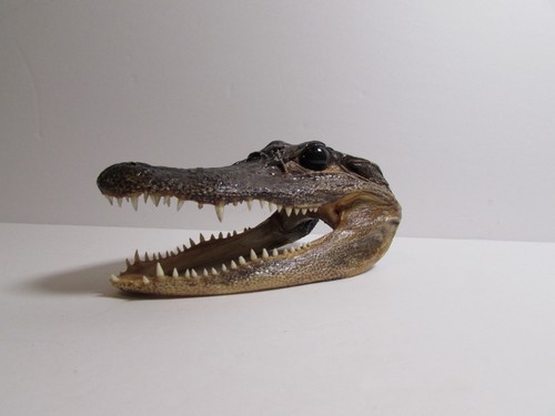 Preserved baby alligator head - preserved,