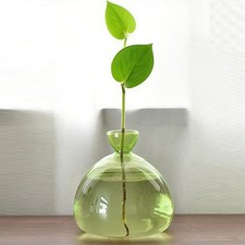 Avocado Tree Glass Vase